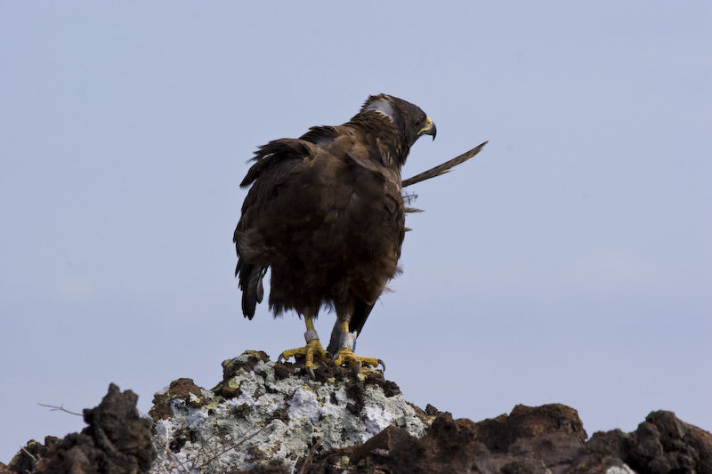 Galápagos Hawk